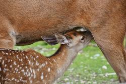 Allattamento al seno: perché è prezioso per mamma e bambino